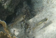 Neoniphon vexillarium