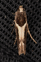 Telphusa sedulitella