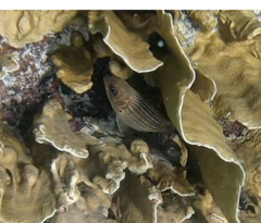 Neoniphon vexillarium