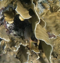 Neoniphon vexillarium
