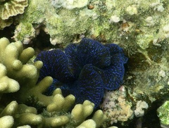 Tridacna maxima