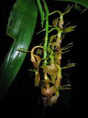 Epidendrum incomptum