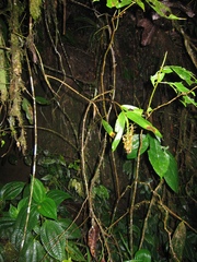 Epidendrum incomptum