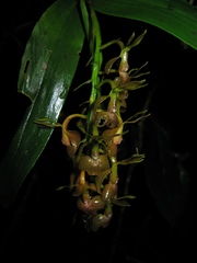 Epidendrum incomptum