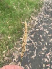 Anthoxanthum odoratum