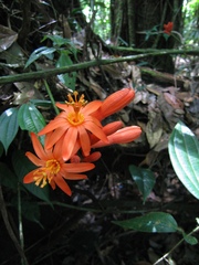 Passiflora spinosa
