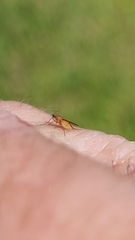 Lonchoptera bifurcata