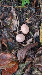 Nyctidromus albicollis