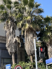 Trachycarpus fortunei