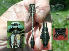 Gomphurus fraternus