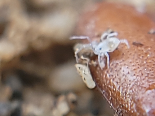 Neocarus
