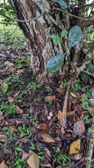 Nyctidromus albicollis