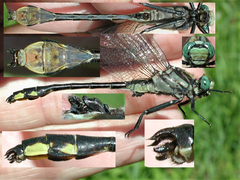 Gomphurus fraternus