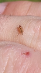 Lonchoptera bifurcata