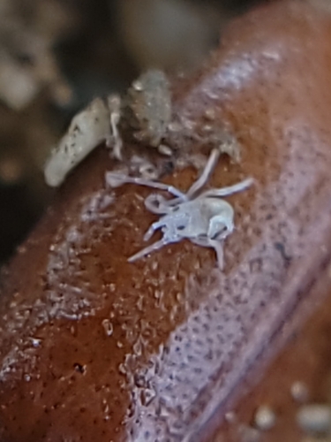 Neocarus