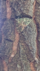 Austrocidaria similata