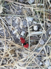 Dasymutilla erythrina