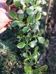 Coprosma montana
