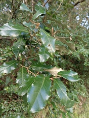 Elaeagnus thunbergii
