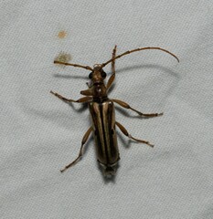 Ortholeptura valida