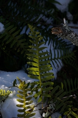 Polypodium appalachianum