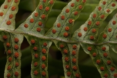 Polypodium appalachianum