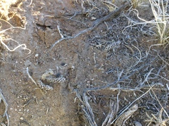 Micropuntia pulchella