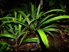 Bisboeckelera microcephala