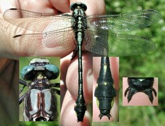 Gomphurus fraternus
