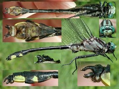 Gomphurus fraternus