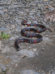 Atractus