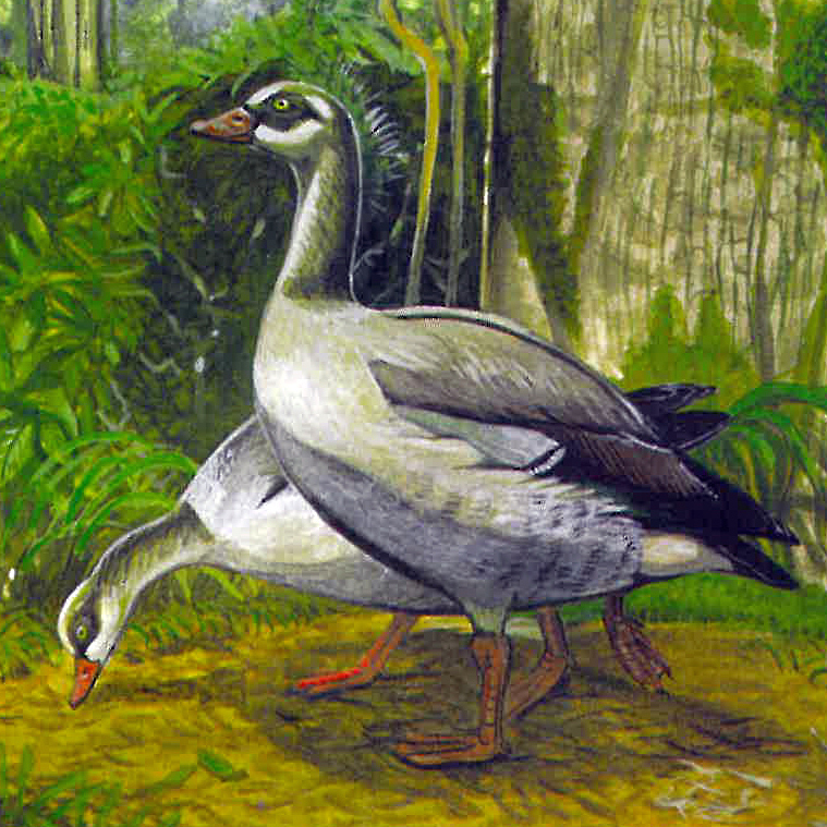Réunion Shelduck