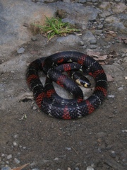 Atractus