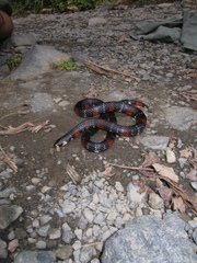 Atractus