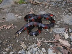 Atractus
