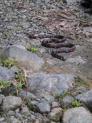 Atractus