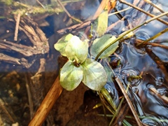 Veronica anagallis-aquatica