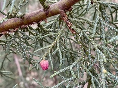 Walshomyia juniperina
