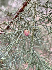 Walshomyia juniperina