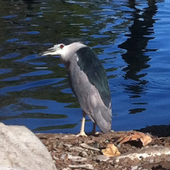 Nycticorax nycticorax