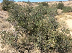 Dermatophyllum arizonicum