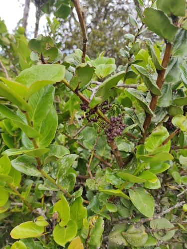 Griselinia scandens (Griselinia scandens)