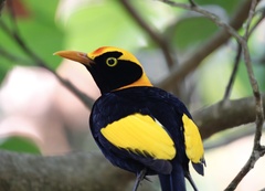 Sericulus chrysocephalus