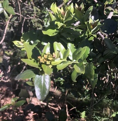 Santalum paniculatum
