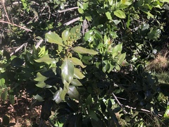 Santalum paniculatum