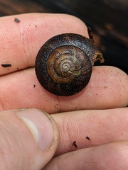 Monadenia infumata