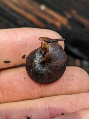 Monadenia infumata
