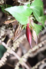 Tripterospermum nienkui