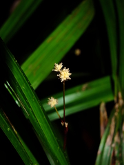 Bisboeckelera microcephala