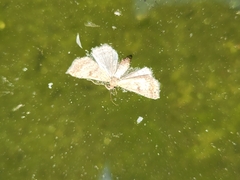 Cyclophora nanaria